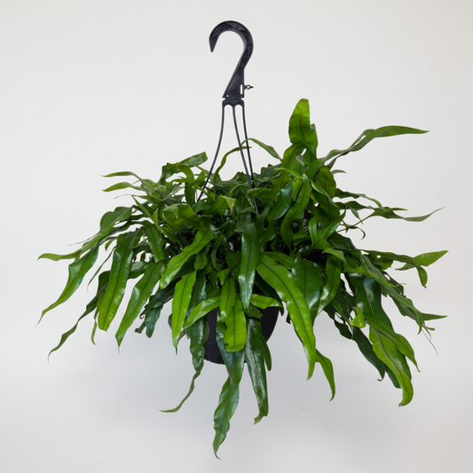 Kangaroo Paw Fern (Hanging Basket)