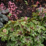 Heucherella 'Tapestry' (1 gal)