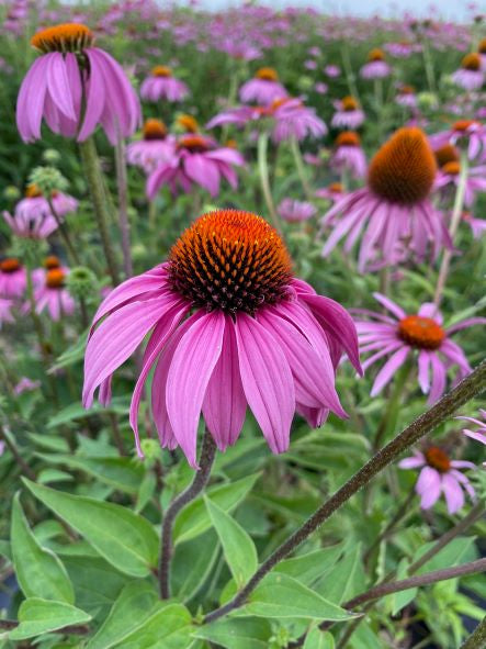 Echinacea (1 Gallon)