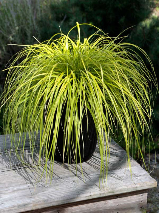 4.5" Carex ‘Everillo’ (Japanese Sedge) 🌿💛
