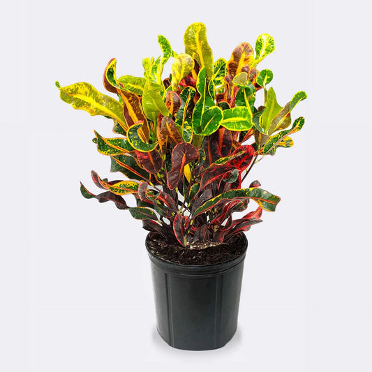 3 Gallon Croton ‘Mammy’ 🌿🔥