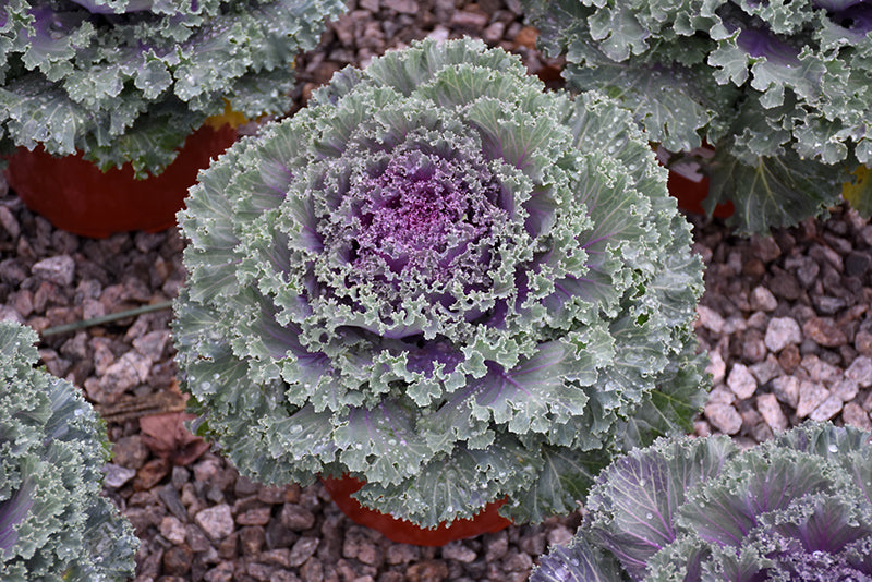 1 Gallon Ornamental Kale ‘Kamome Bright Red’ 🌿💖