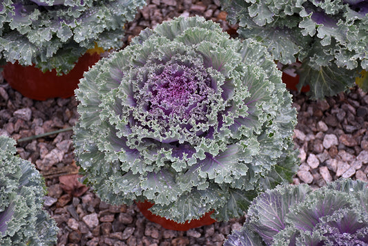 1 Gallon Ornamental Kale ‘Kamome Bright Red’ 🌿💖