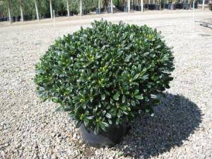 Pittosporum tobira ‘Wheeler’s Dwarf’