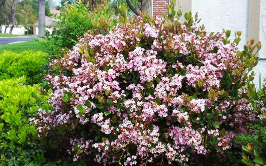 Rhaphiolepis 'Eleanor Tabor'™