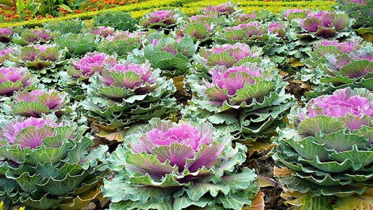 4.5" Ornamental Kale & Cabbage Plants 🌿✨