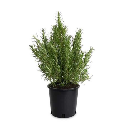 🌿 Rosemary – 3 Gallon