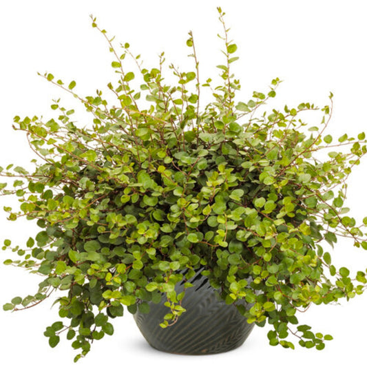 🌿 Muehlenbeckia ‘Big Leaf’ – 1 Gallon
