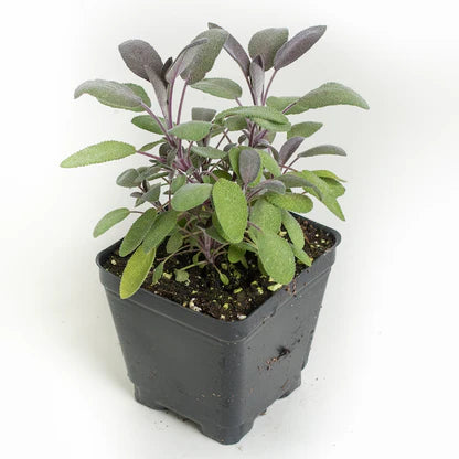 🌿 Purple Sage – 4.5”