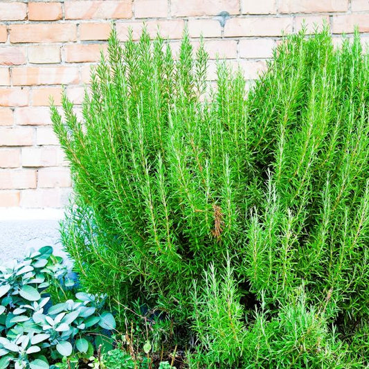 🌿 Rosemary ‘Arp’ – 4.5”