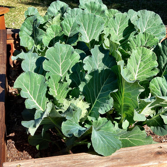 🥬 Georgia Collard Greens – 3”