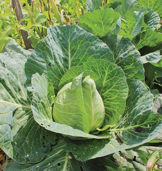 🥬 Early Jersey Wakefield Cabbage – 3”