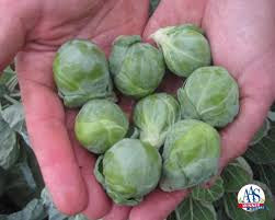 🥬 Brussels Sprouts – Hestia (3”)
