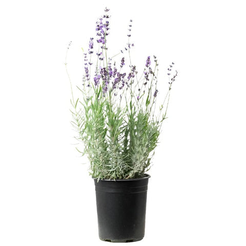 English Lavender (1 Gallon)