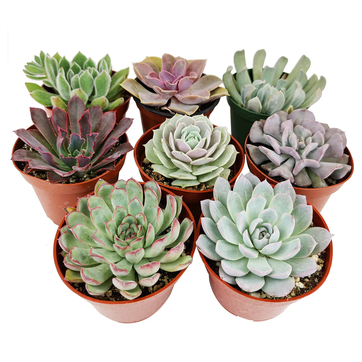 Succulent (4")