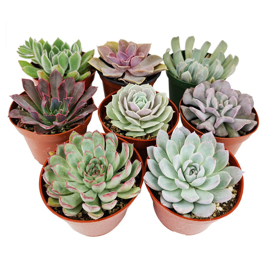 Succulent (4")
