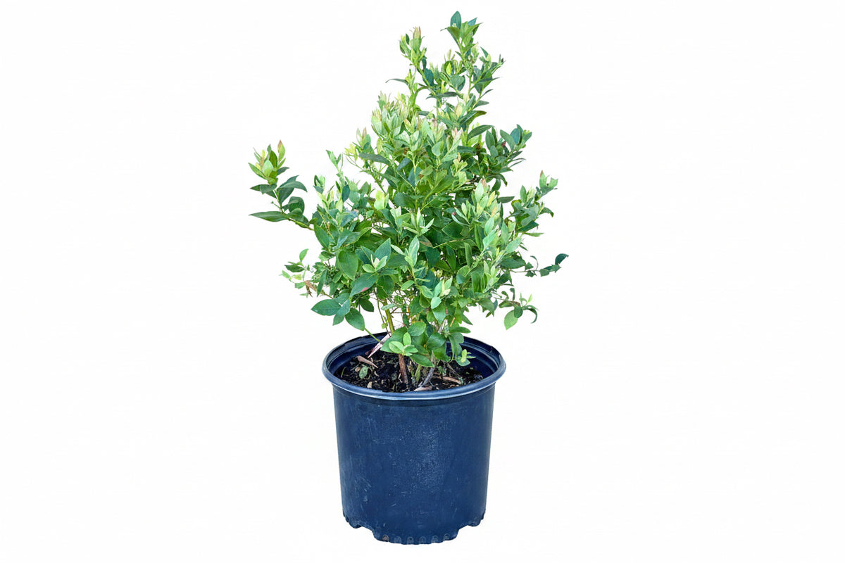 Blueberry ‘Premier’ Bush – 1 Gallon