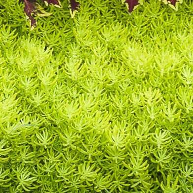 Sedum Lemon Ball (4")