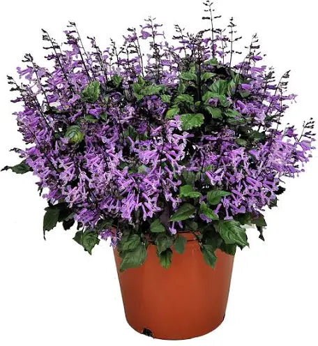 Plectranthus Mona Lavender (1 Gallon)