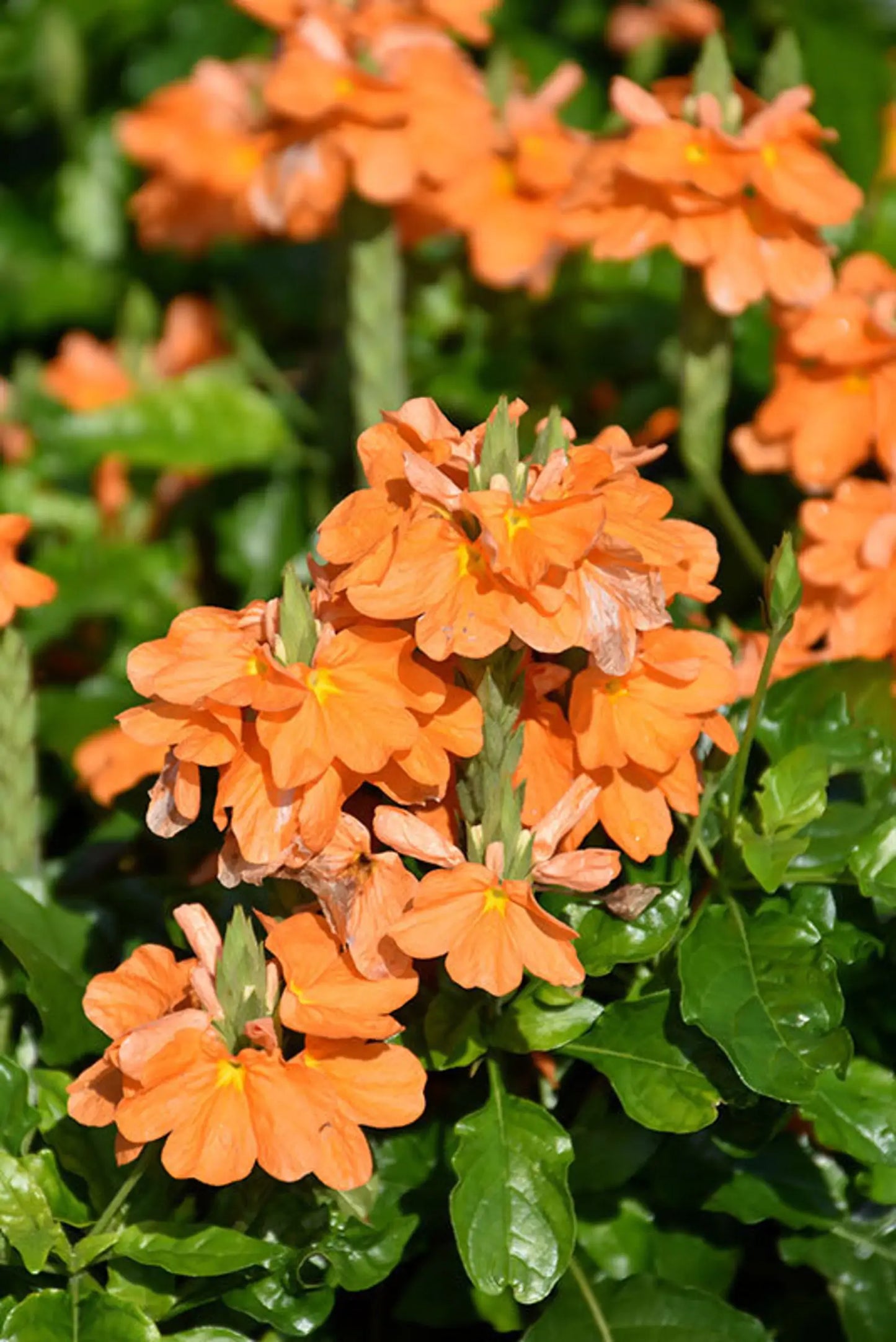 🌸 Crossandra ‘Orange Marmalade’ – 4.5” Pot 🌸
(The Firecracker Flower with Southern Charm)