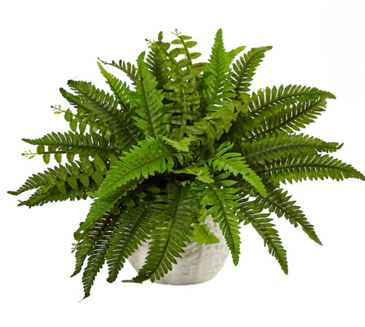 Macho Fern (3 Gal)
