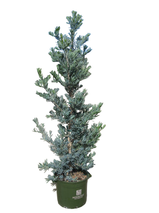 Podocarpus 'Blue' (3 Gal)