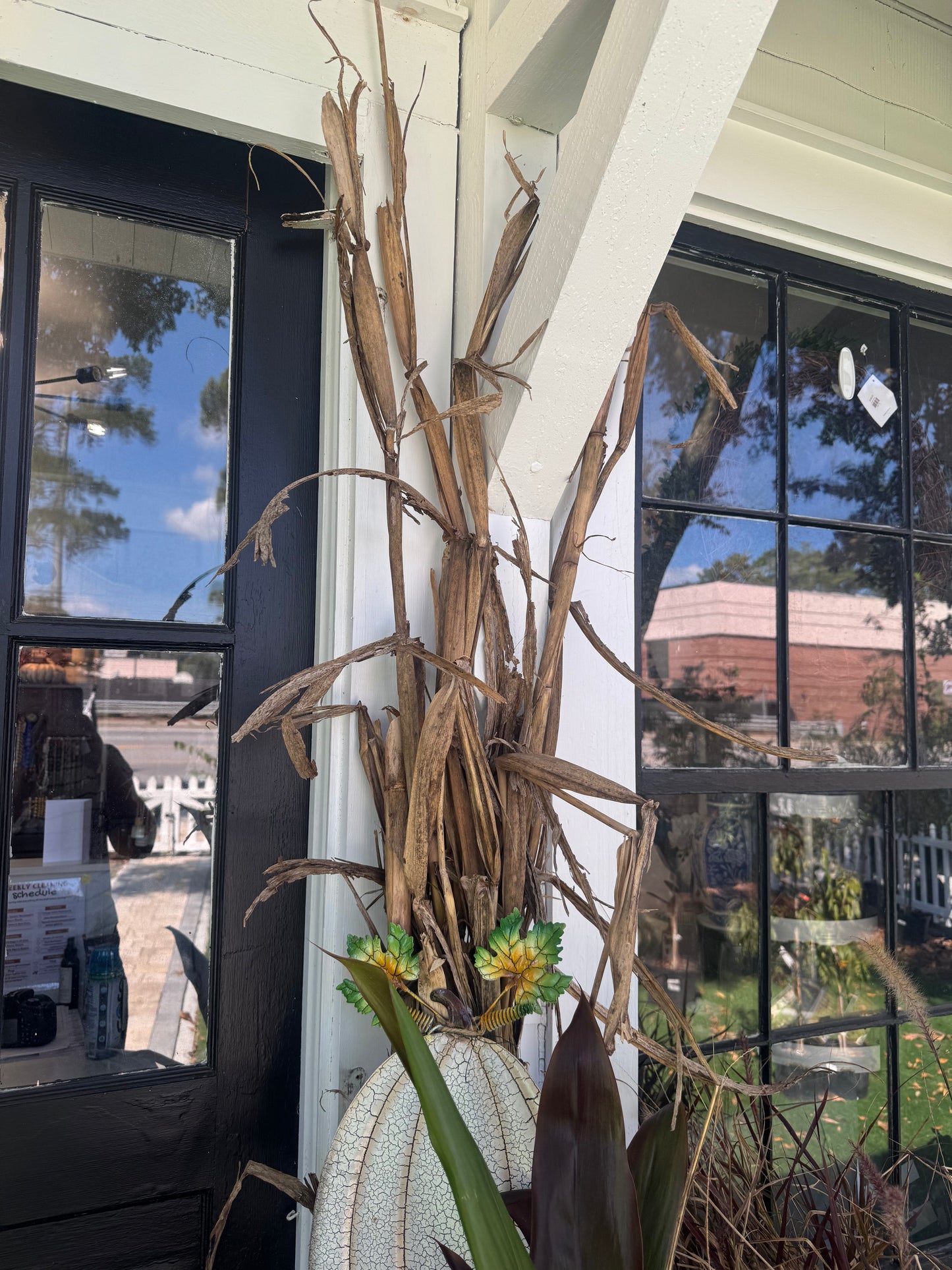 Dried Corn Stalks (Bunch of 5)