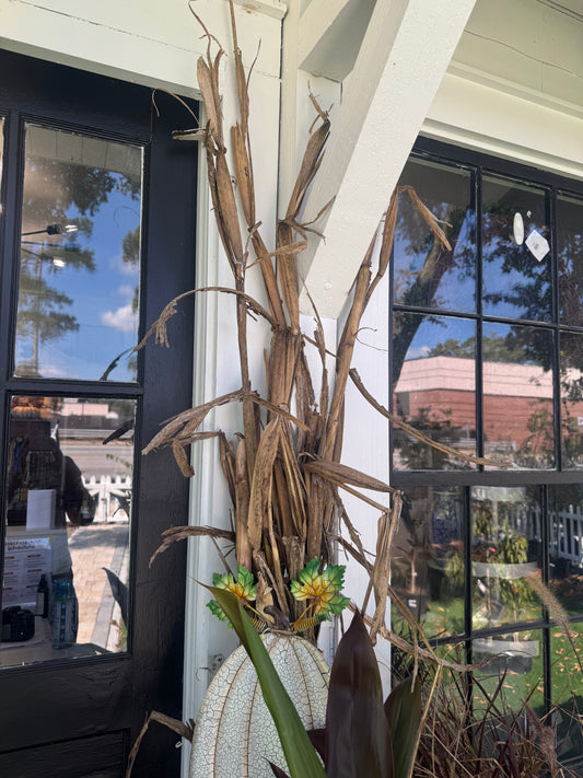 Dried Corn Stalks (Bunch of 5)