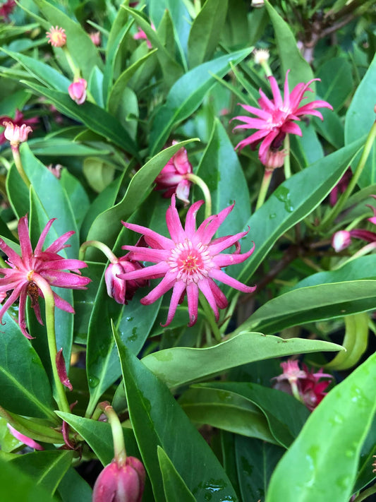 Woodlanders Anise (Illicium) – 1 Gallon