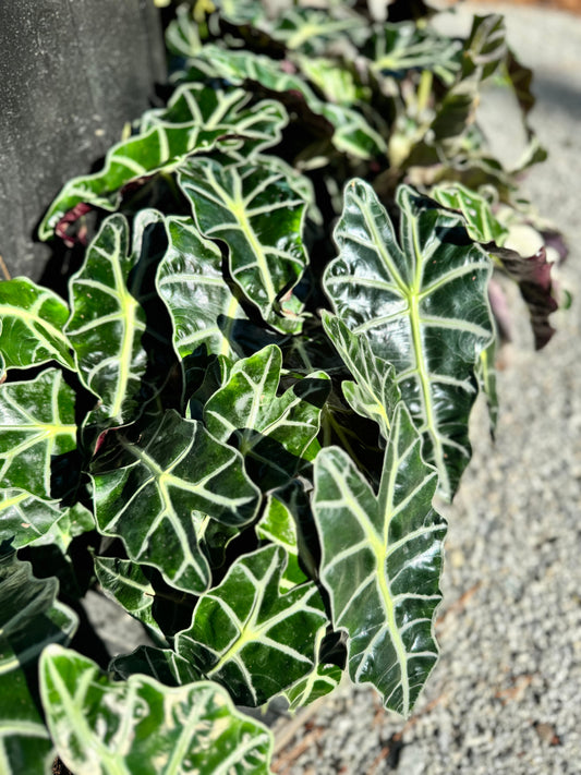 Alocasia Amazonica (6")