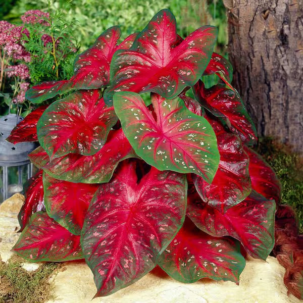 Caladium (12")