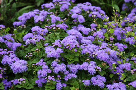 🌸 Ageratum ‘Bumble Rose’ (4")