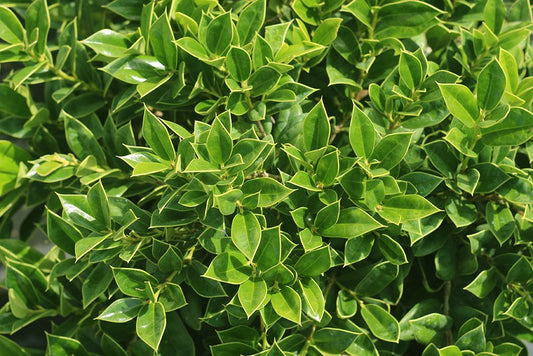 Ilex ‘Carissa’