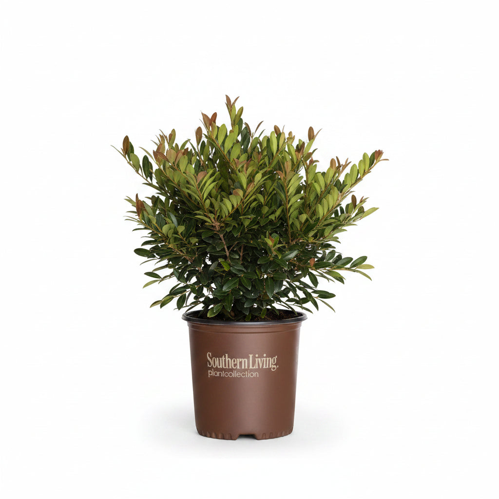 Vintage Jade® Distylium – 3 Gallon