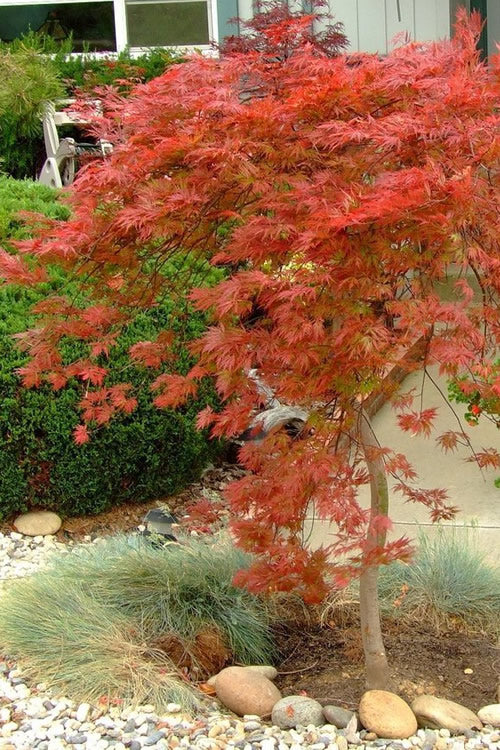 Japanese Maple Orangeola Tree 3 gallon