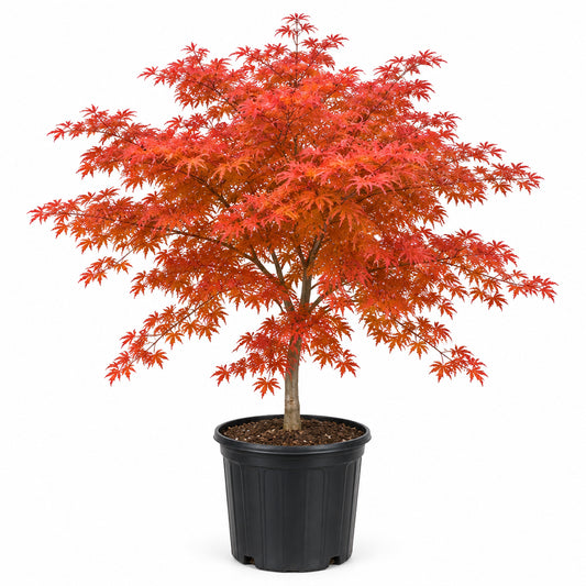 Japanese Maple Orangeola Tree 3 gallon
