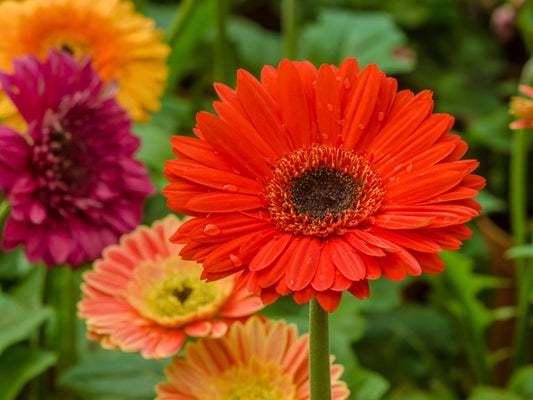 Gerbera Daisy 5"