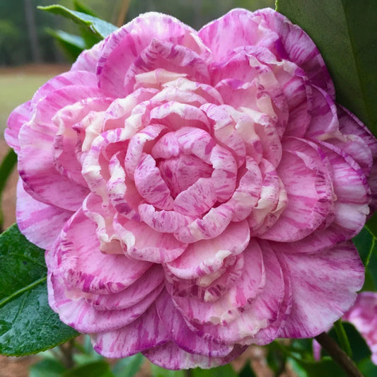 🌸 Lindsay Camellia (Camellia japonica) – 3 Gallon