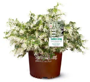 Loropetalum 'Emerald Snow' (3 Gal)