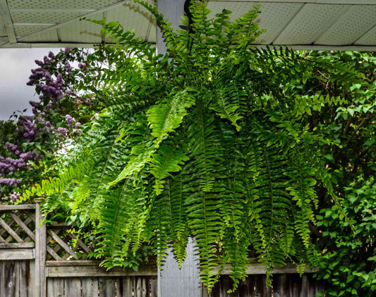 12" Macho Fern Hanging Basket – Wrights Market