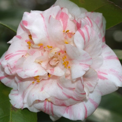 👑 Magnolia Queen Camellia (Camellia japonica) – 3 Gallon