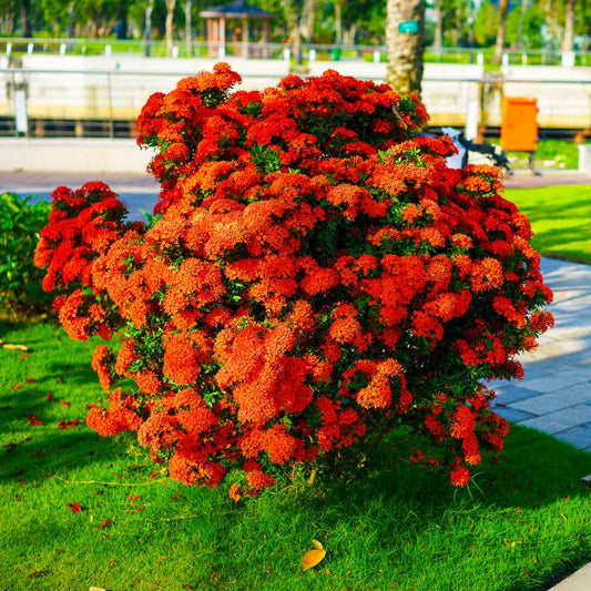 Ixora Mau Red (3 Gallon)