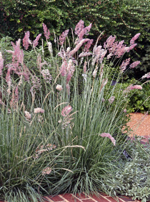 Grass Melinus Savannah (1 Gallon)