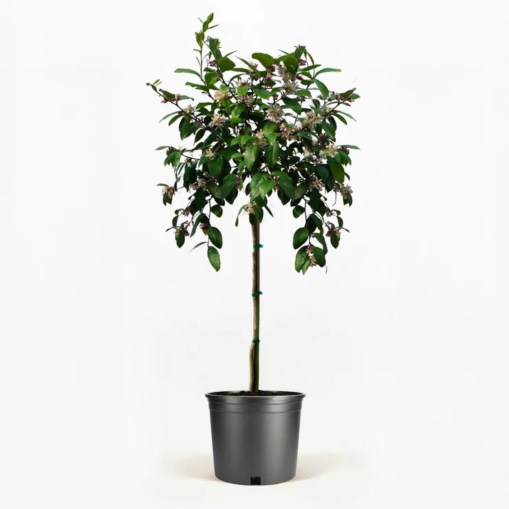 5 Gallon Improved Meyer Lemon Tree (Citrus × meyeri ‘Improved’) 🍋🌿