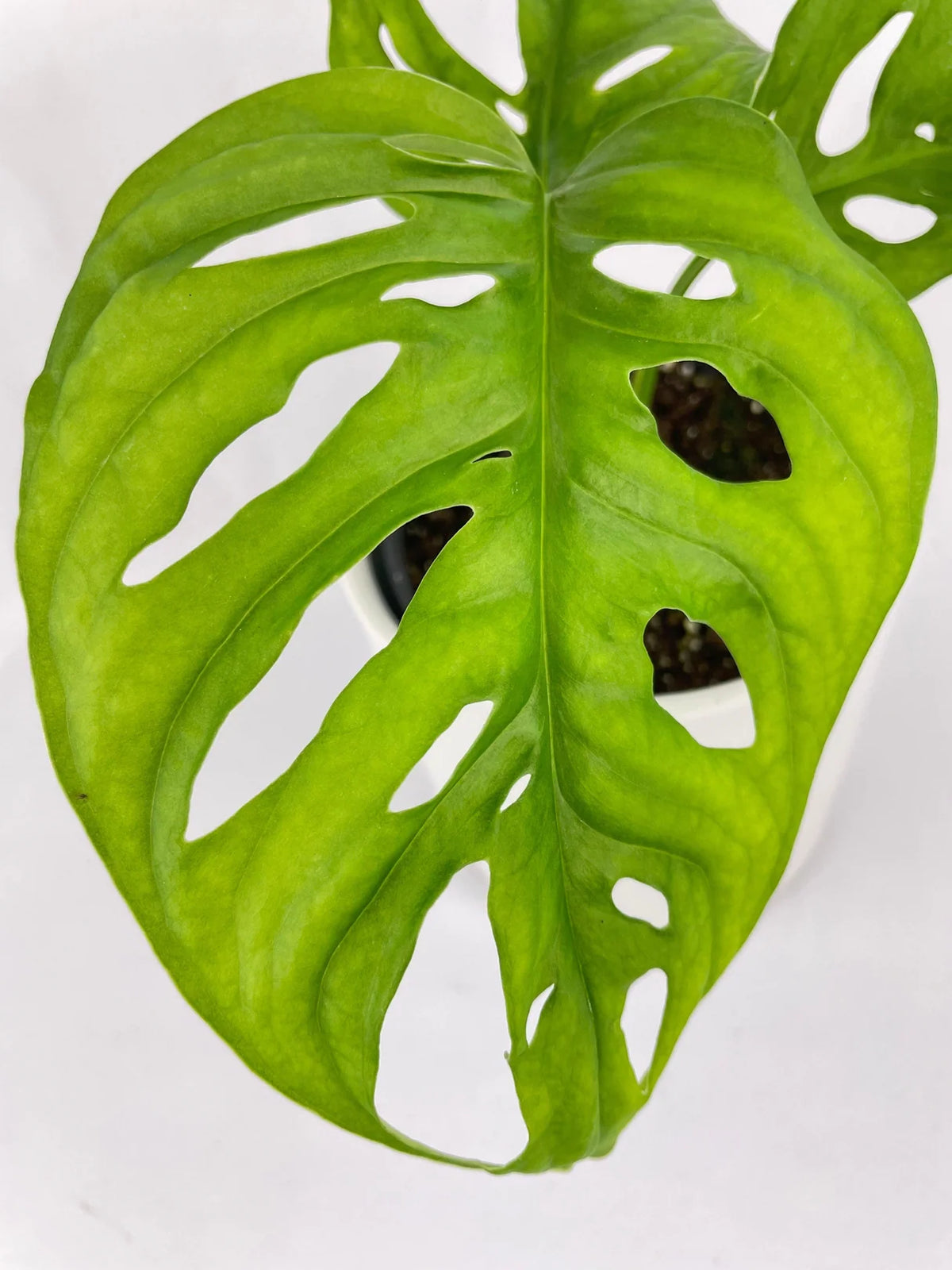 Monstera Adansonii 'Wide Form' – 8" Pot