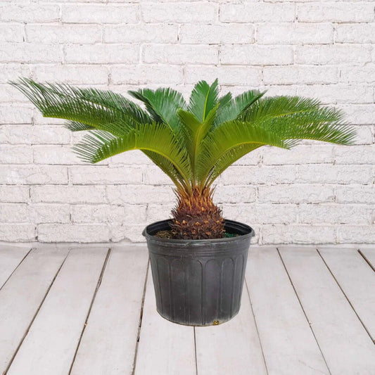 🌴 Sago Palm – 7 Gallon