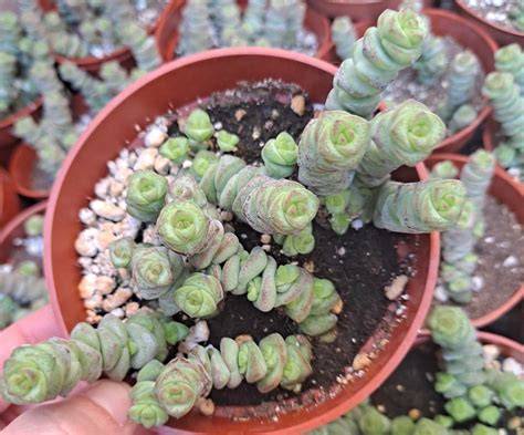 Baby Necklace Succulent 4"