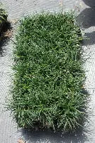 Ophiopogon 'Mondo' (1g)