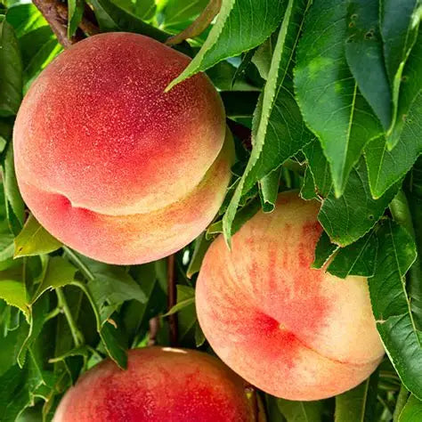 Peach Bell of Georgia 5g Brokered