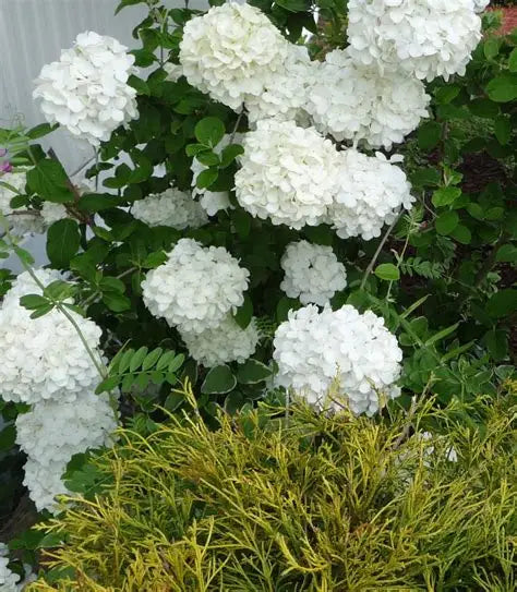 Viburnum Macrocephalum 'Chinese Snowball' Dwarf 3g brokered